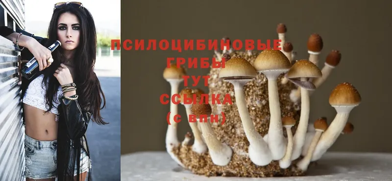 Псилоцибиновые грибы Psilocybe  Рубцовск 